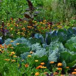 Easy Indoor Herb Garden for Beginners | How to Grow Fresh Herbs at Home