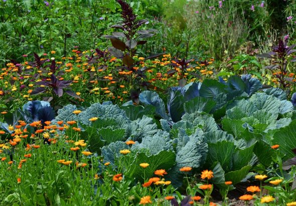 Easy Indoor Herb Garden for Beginners | How to Grow Fresh Herbs at Home