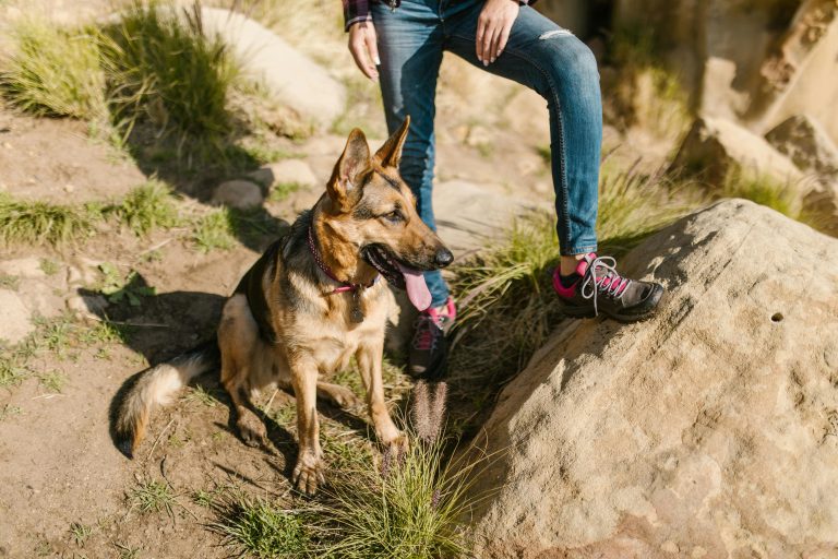 German Shepherd enjoying a sunny day outdoors with its owner on a rocky terrain.