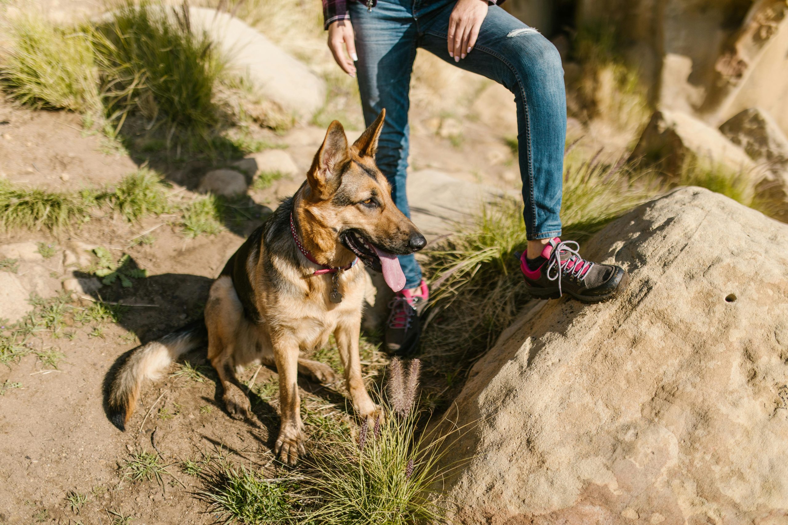 German Shepherd enjoying a sunny day outdoors with its owner on a rocky terrain.